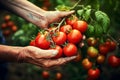 Close-up senior woman s hand harvesting fresh organic tomatoes. Generative AI